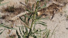 Stanleya pinnata pinnata