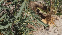 Stanleya pinnata pinnata