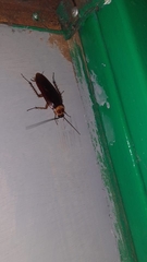 Periplaneta americana