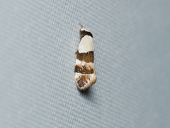 Euphiltra eroticella