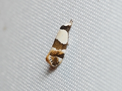 Euphiltra eroticella