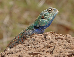 Acanthocercus atricollis