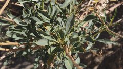 Stanleya pinnata pinnata