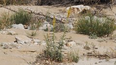 Stanleya pinnata pinnata