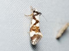 Machetis aphrobola
