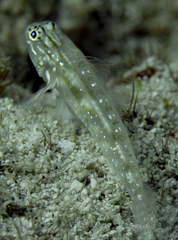 Coryphopterus eidolon