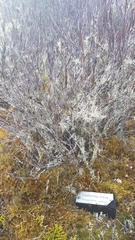 Dracophyllum uniflorum