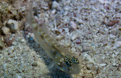 Coryphopterus eidolon