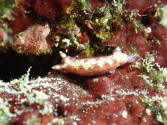 Hypselodoris maculosa