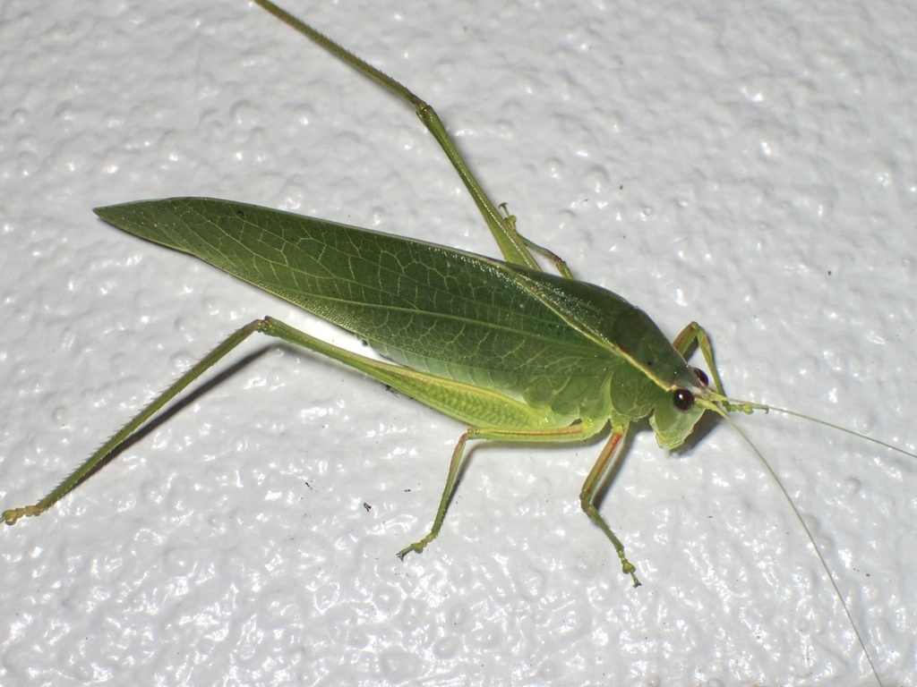 Narrow-beaked Katydid