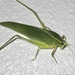 Narrow-beaked Katydid - Photo (c) James Rogers, some rights reserved (CC BY-NC), uploaded by James Rogers