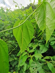 Passiflora auriculata