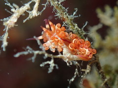 Coryphellina flamma