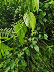 Passiflora auriculata
