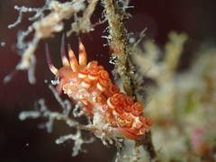 Coryphellina flamma