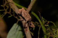 Orthorhinus