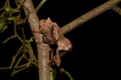 Orthorhinus