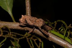 Orthorhinus