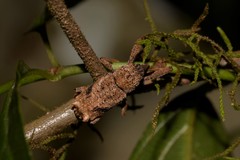 Orthorhinus