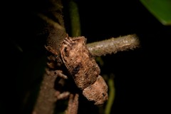 Orthorhinus