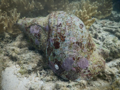 Charonia tritonis