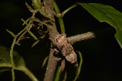 Orthorhinus