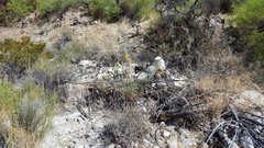 Stanleya pinnata pinnata