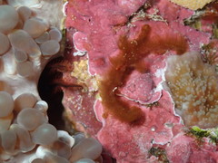 Achaeus japonicus