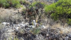 Stanleya pinnata pinnata