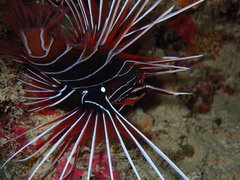 Pterois