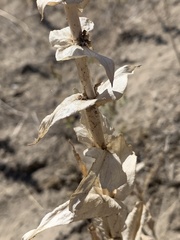 Penstemon acuminatus