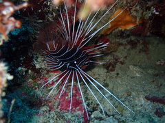Pterois