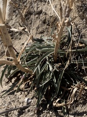 Penstemon acuminatus