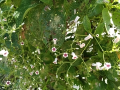 Paederia foetida