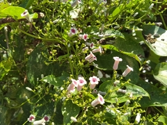 Paederia foetida