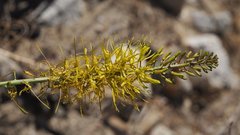 Stanleya pinnata pinnata