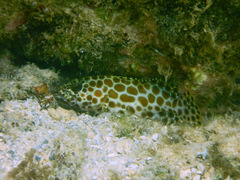 Epinephelus merra