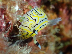 Halgerda johnsonorum