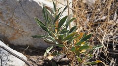 Stanleya pinnata pinnata