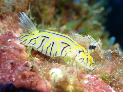 Halgerda johnsonorum
