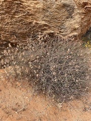 Dyerophytum africanum
