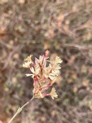 Dyerophytum africanum