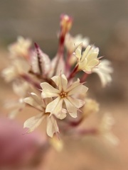 Dyerophytum africanum