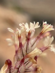 Dyerophytum africanum