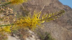 Stanleya pinnata pinnata