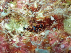 Nembrotha