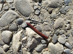 Trigoniulus corallinus