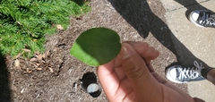 Amelanchier arborea arborea