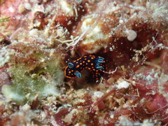 Nembrotha