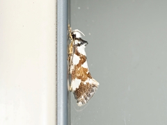 Machetis aphrobola
